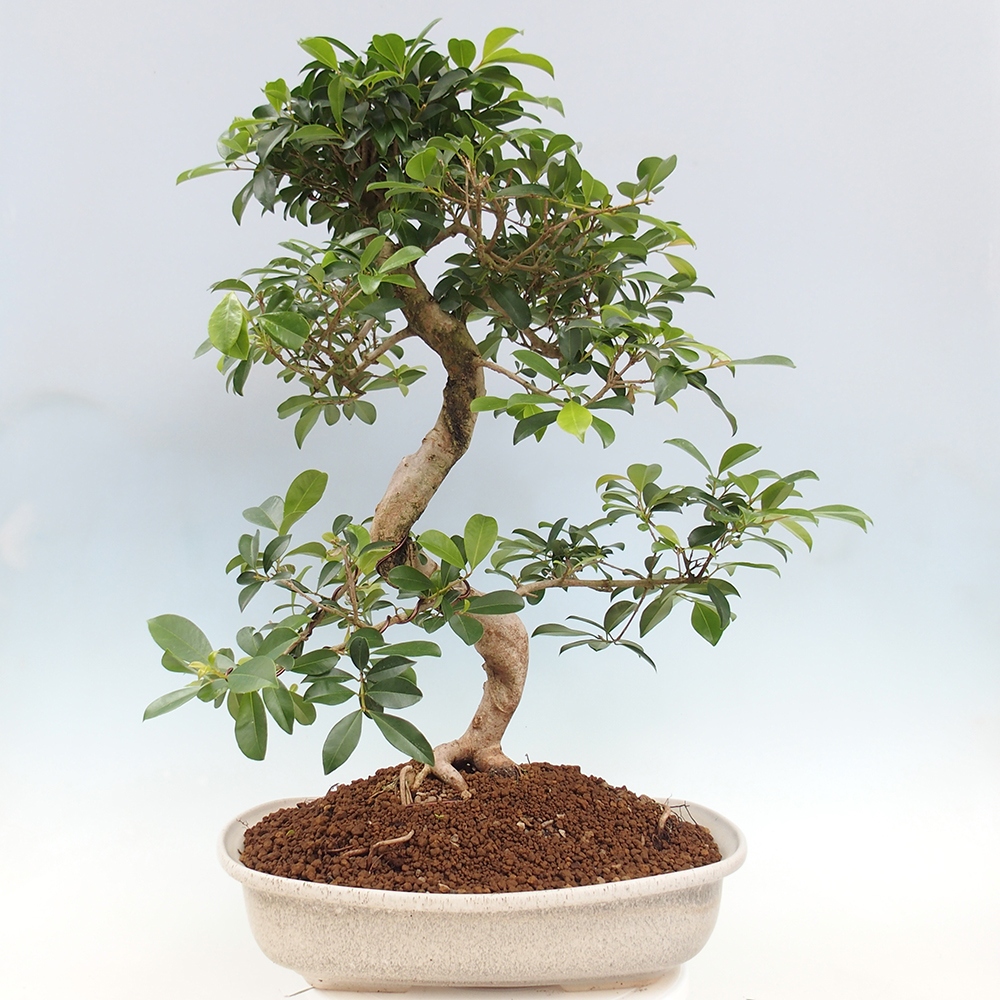 Bonsai pokojowe - Wiśnia australijska - Eugenia uniflora - WYŁĄCZNIE ODBIÓR OSOBISTY lub transport paletowy