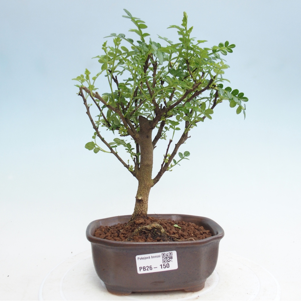 Pokój bonsai - Zantoxylum piperitum - drzewo pieprzowe