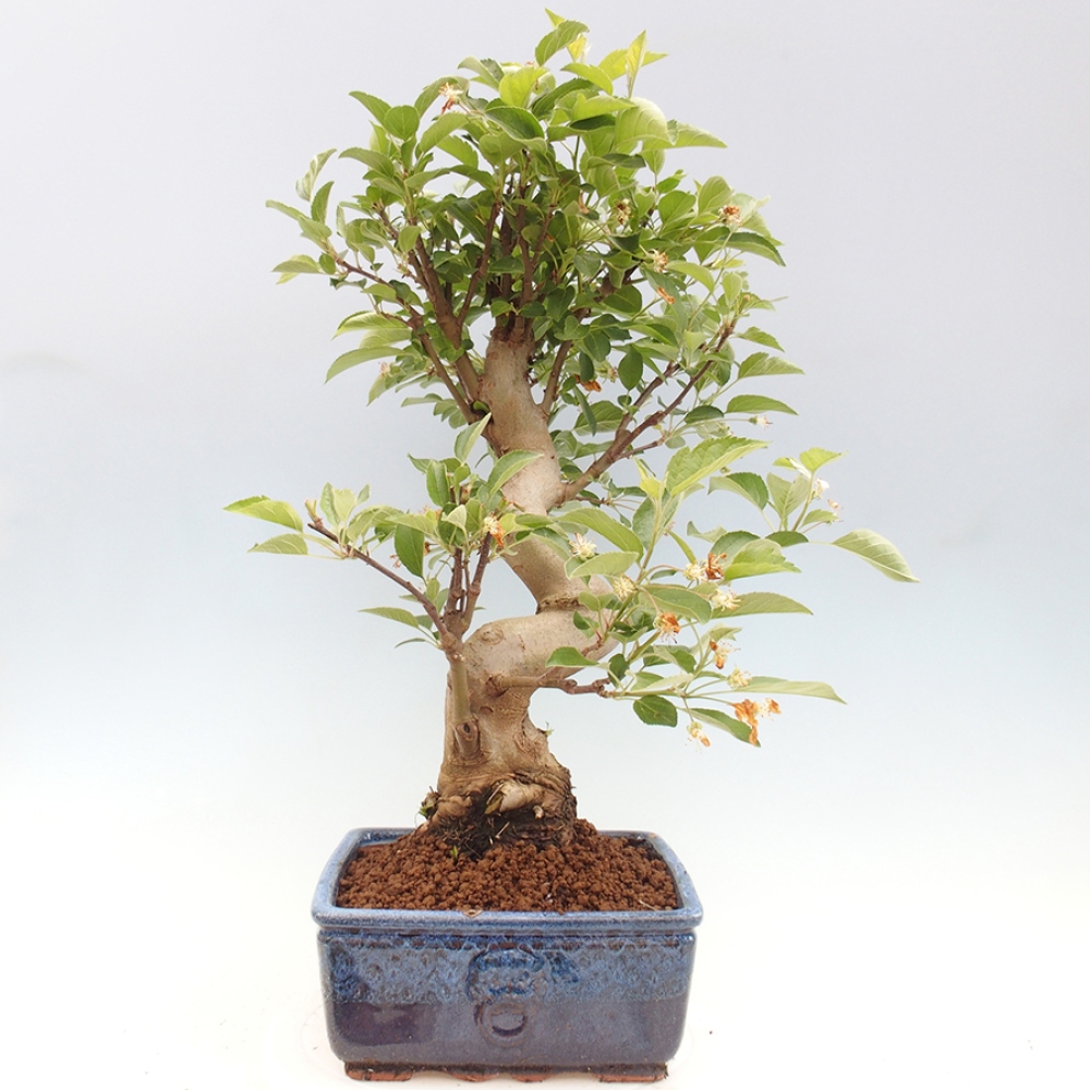Bonsai plenerowe - Malus Halliana - Jabłoń drobnoowocowa