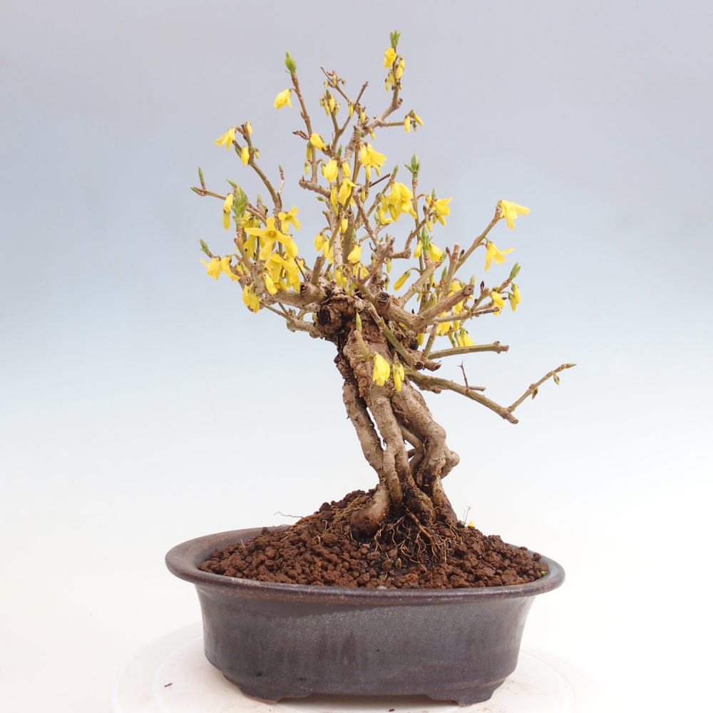 Outdoor bonsai - Zlatice - Forsycja koreańska