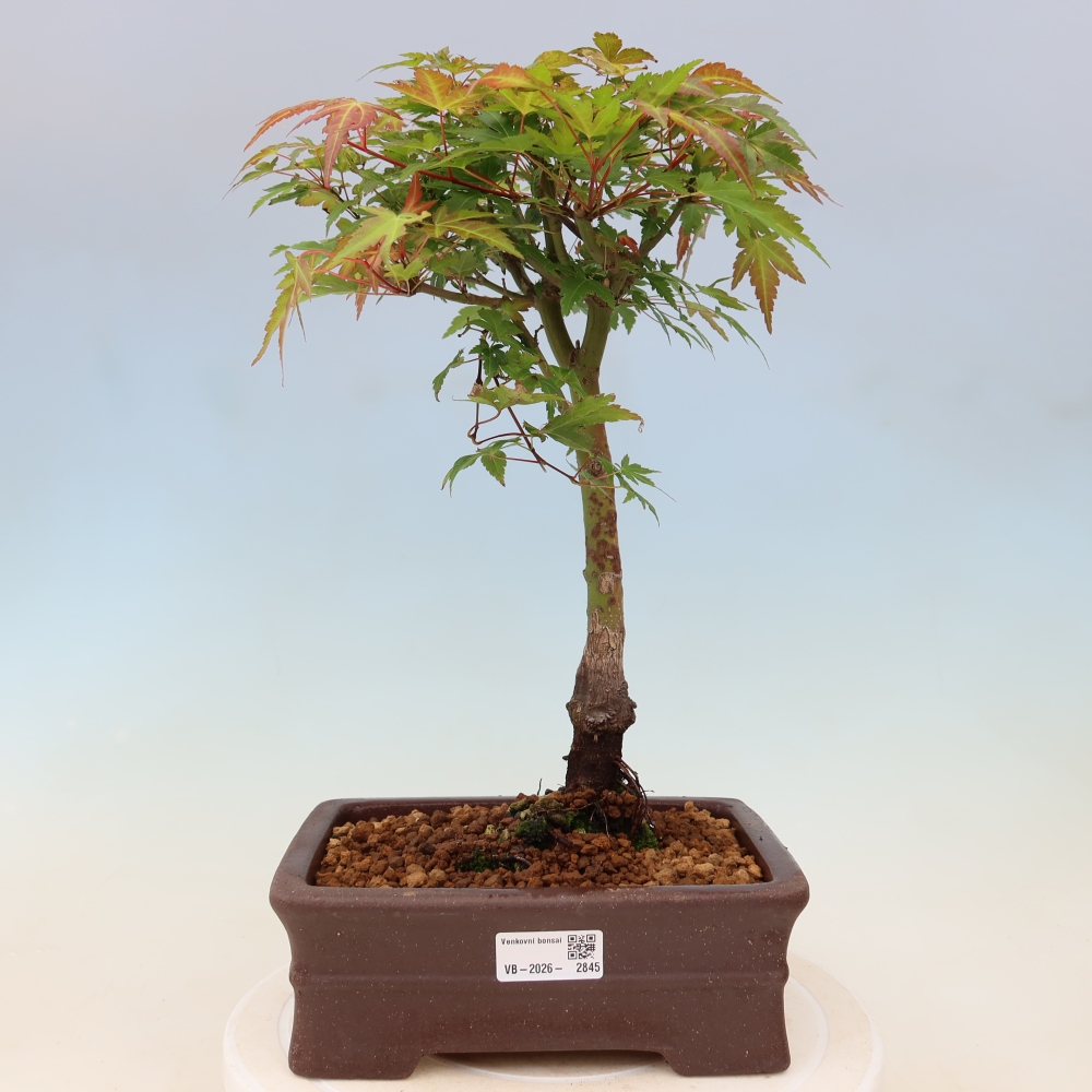 Klon pospolity - Acer palmatum Beni Tsukasa