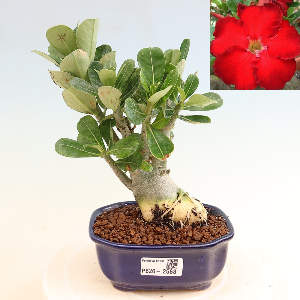Bonsai pokojowe – Adenium obesum Red Star – Róża pustynna