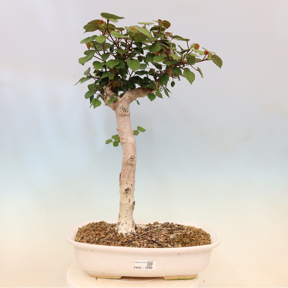 Bonsai domowe - Hibiscus tiliaceus - Hibiskus morski