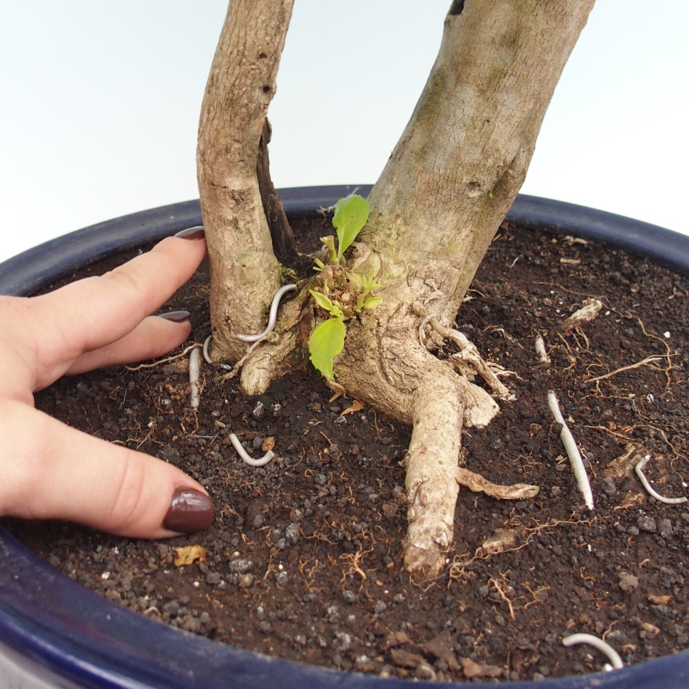 Bonsai pokojowe - Duranta erecta Aurea