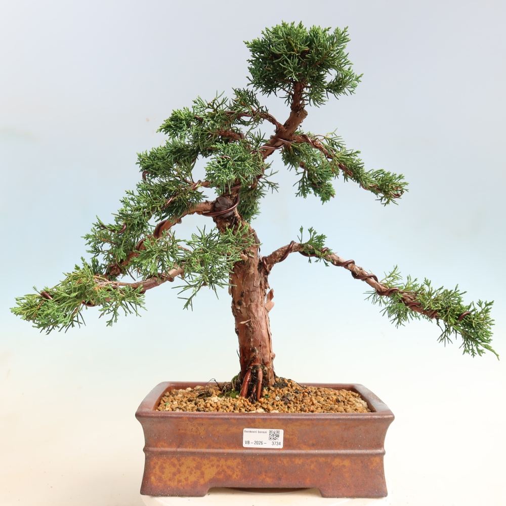 Outdoor bonsai - Juniperus chinensis Kishu