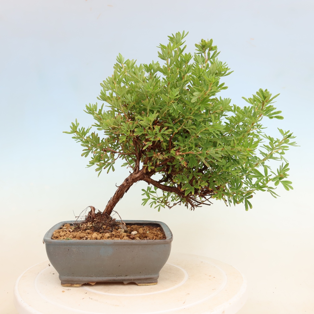 Bonsai ogrodowe – Potentilla fruticosa – Potentila fruticosa Bellissima