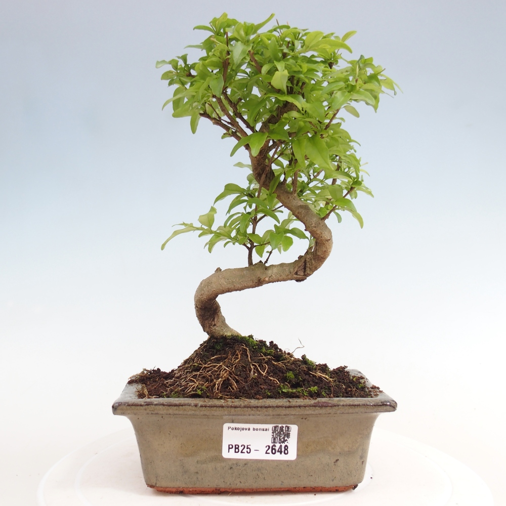 Kryte bonsai - Ligustrum chinensis - widok z lotu ptaka
