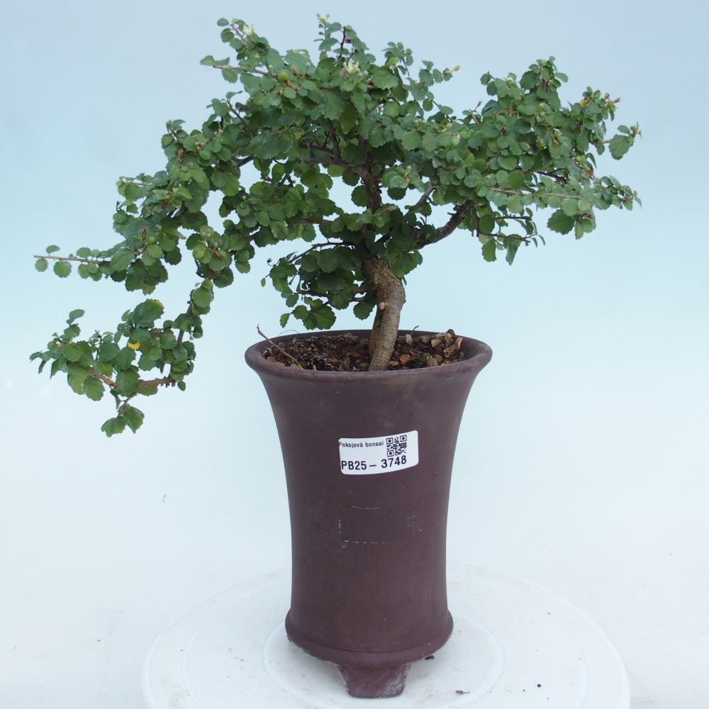 Pokój bonsai - Grewia sp. - Grewia malafolia