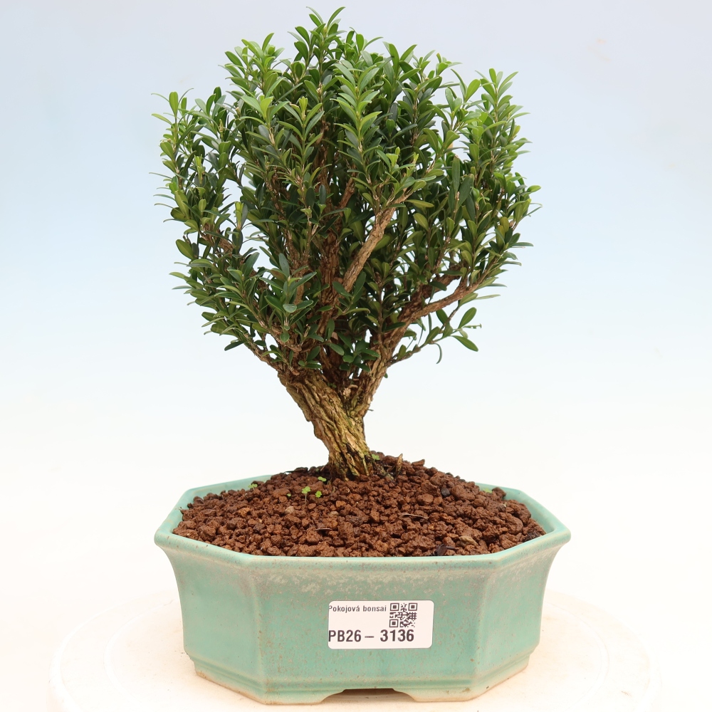Pokój bonsai - Buxus harlandii - buxus korkowy