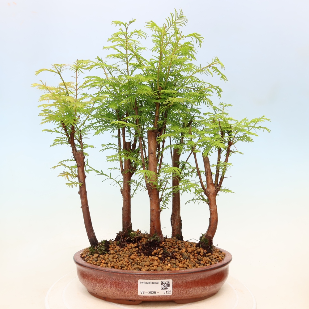 Bonsai ogrodowe – Metasequoia glyptostroboides – metasekwoja chińska – zagajnik
