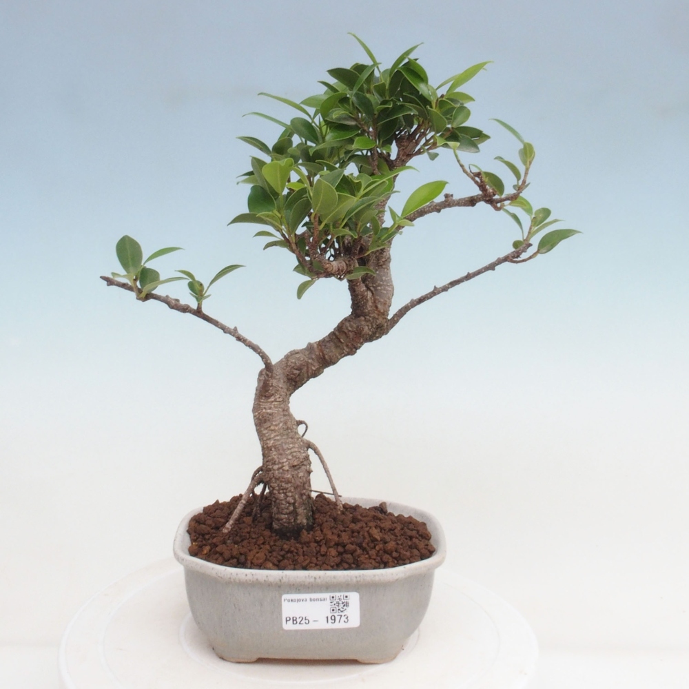 Kryty bonsai - Ficus retusa - figowiec drobnolistny