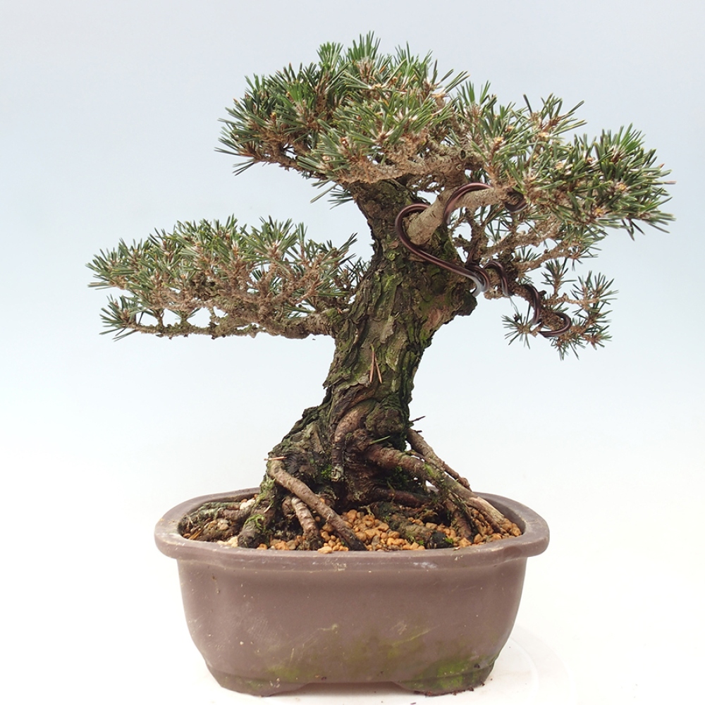 Outdoor bonsai - Pinus thunbergii Kotobuki - Sosna Thunberga
