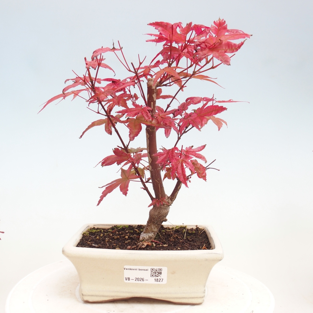 Outdoor bonsai - Acer palmatum DESHOJO