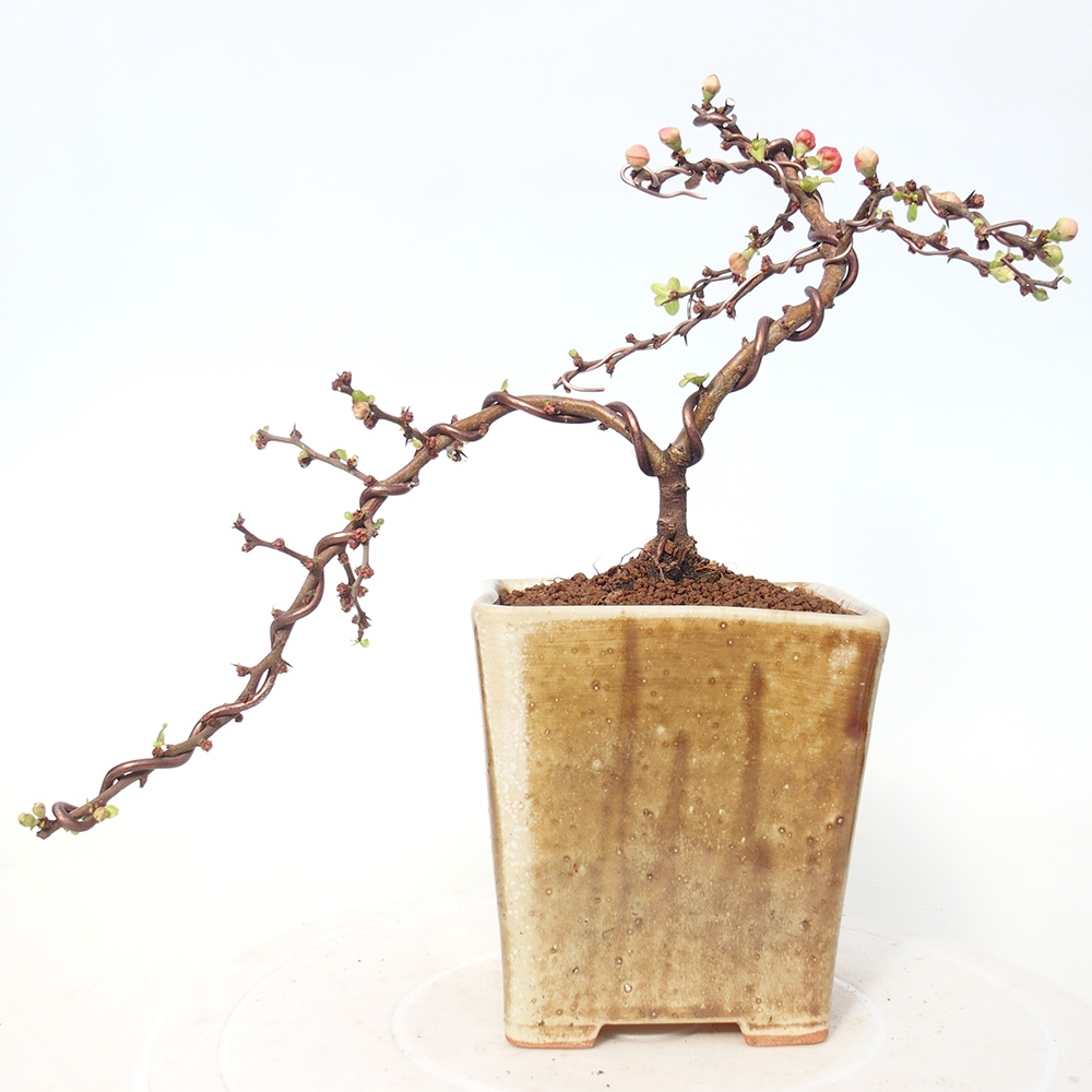 Outdoor bonsai - Chaneomeles s. Red Joy - Pigwa