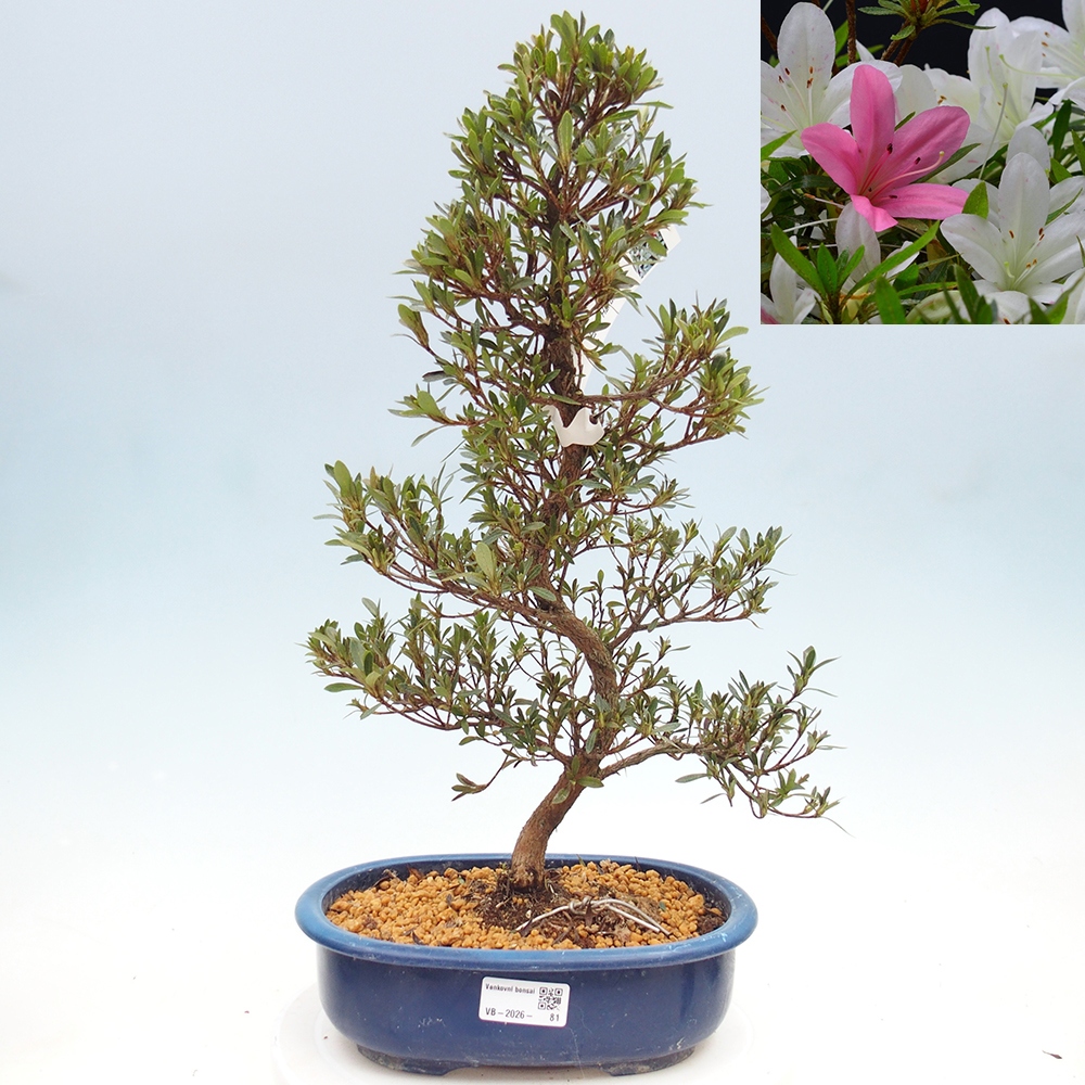 Bonsai zewnętrzne - Azalia japońska - Azalia Hakurin