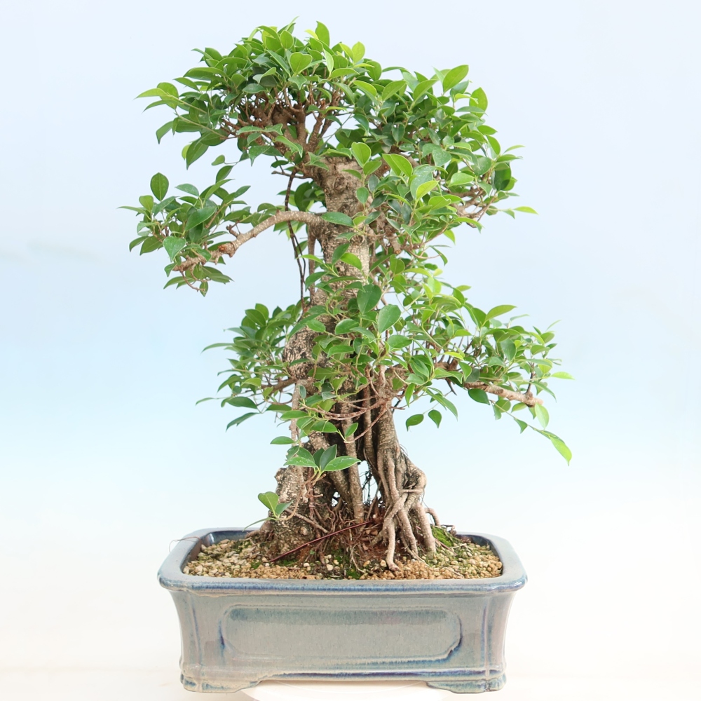 Pokój bonsai - Ficus kimmen - figowiec drobnolistny