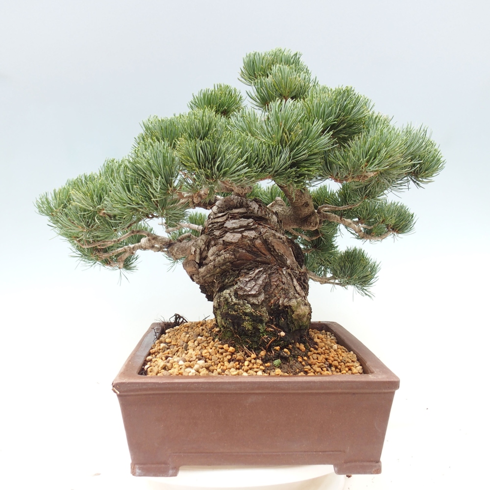 Outdoor bonsai - Pinus parviflora - Mała sosna