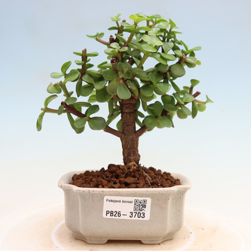 Pokój bonsai - Portulakaria Afra - Tlustice