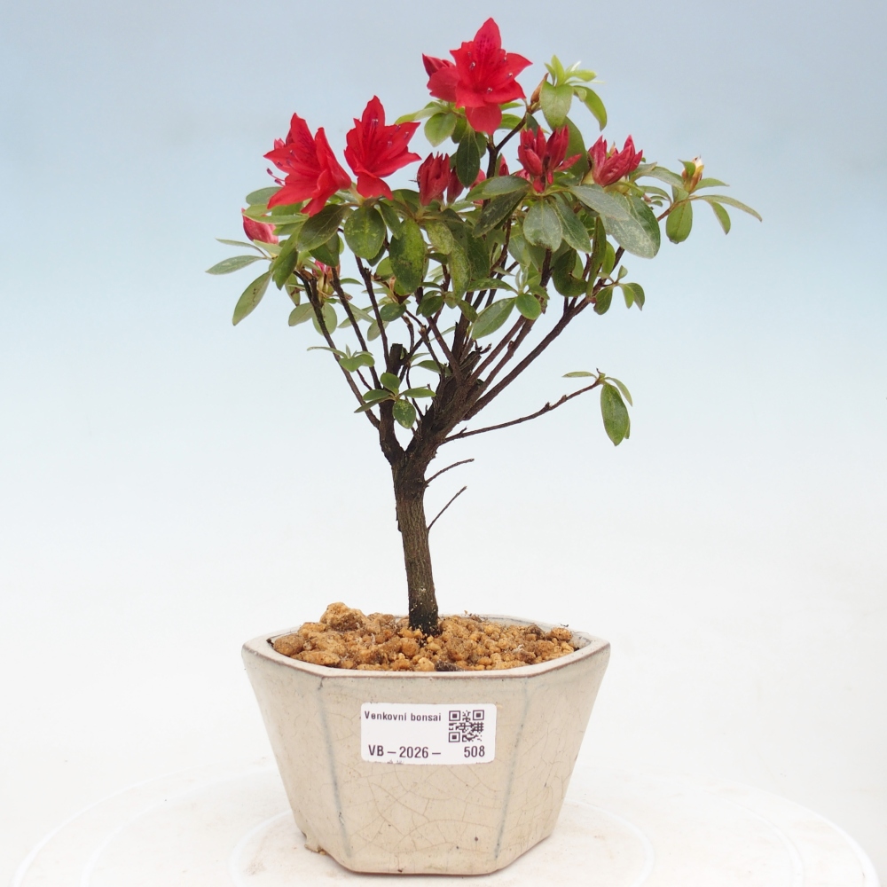 Outdoor bonsai - Azalia japońska - Azalea sp.