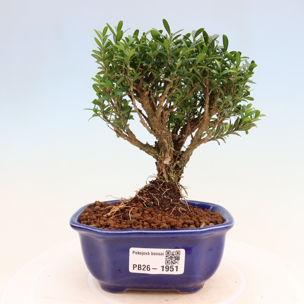 Pokój bonsai - Buxus harlandii - buxus korkowy