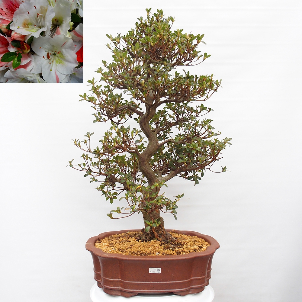 Bonsai zewnętrzne - Azalia japońska - Azalia Sansei