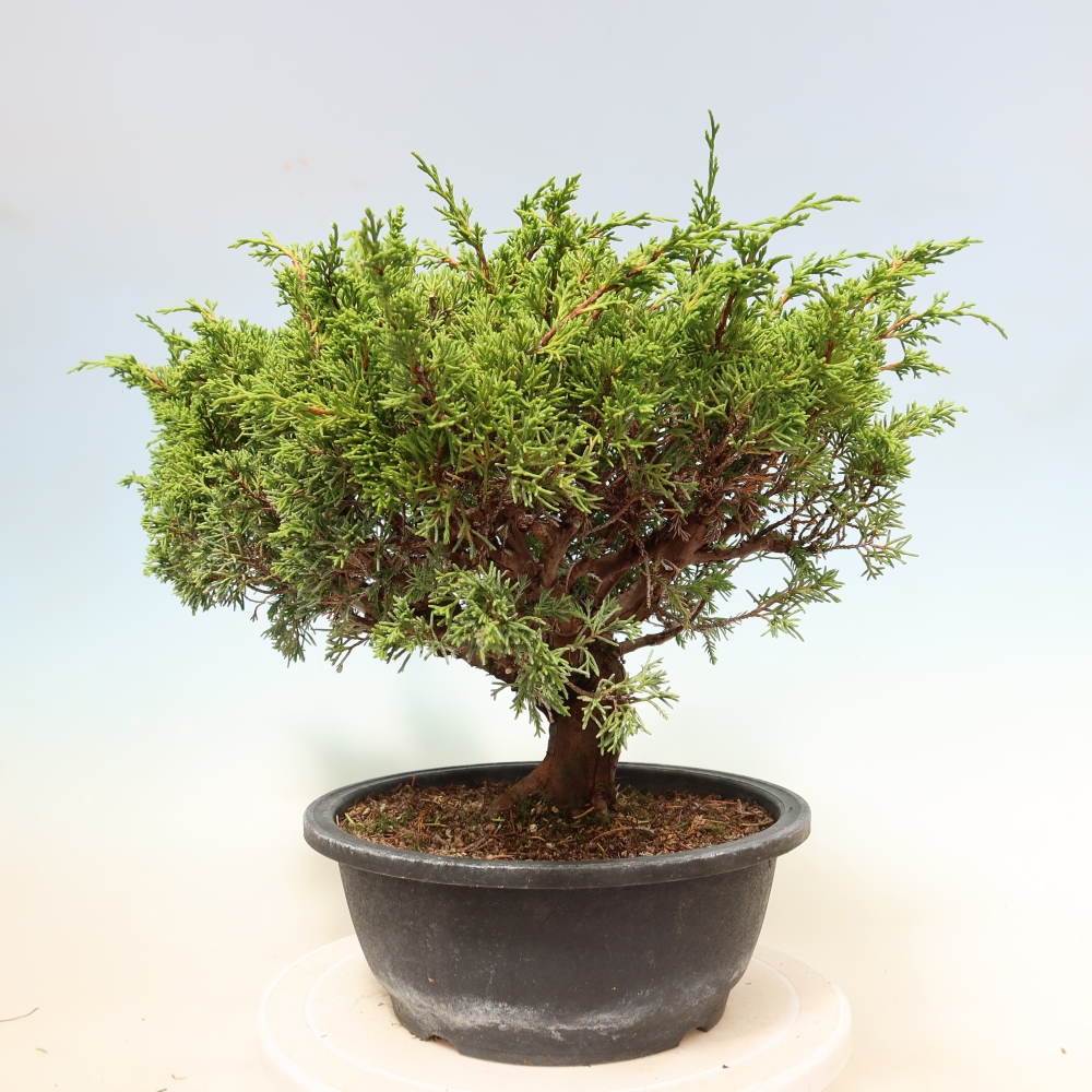 Bonsai ogrodowe – Juniperus chinensis Itoigawa – jałowiec chiński