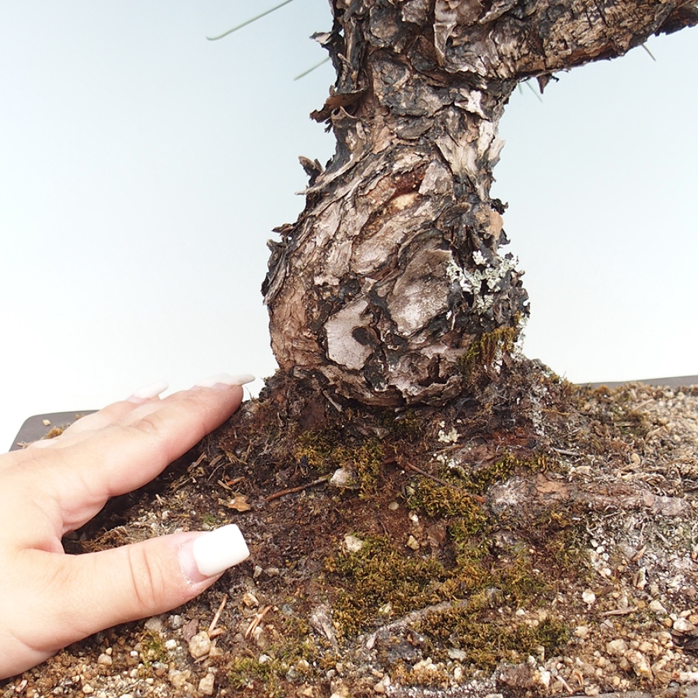 Outdoor bonsai - Pinus thunbergii - sosna Thunberga