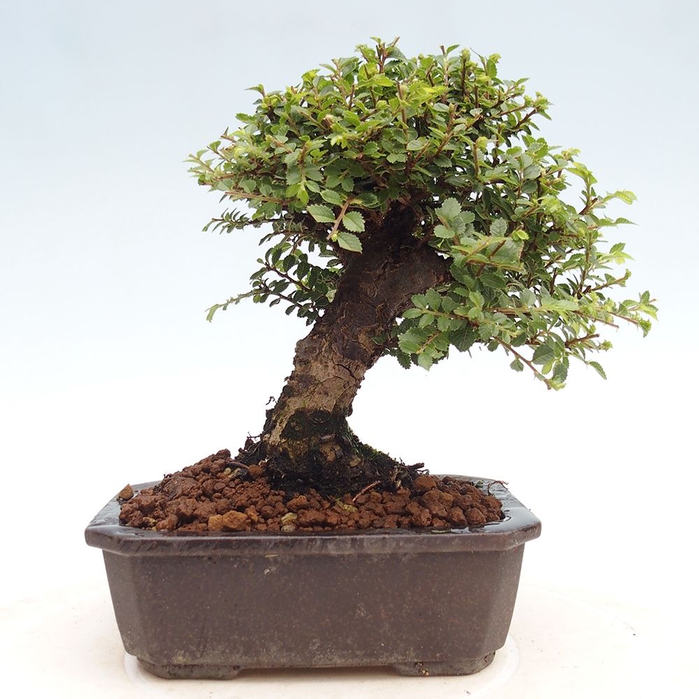 Bonsai zewnętrzne - Ulmus parvifolia Hokkaido - wiąz chiński