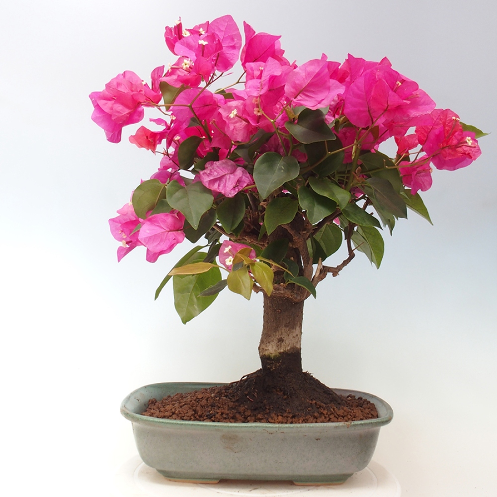 Bonsai do wnętrz - Bouganwilea
