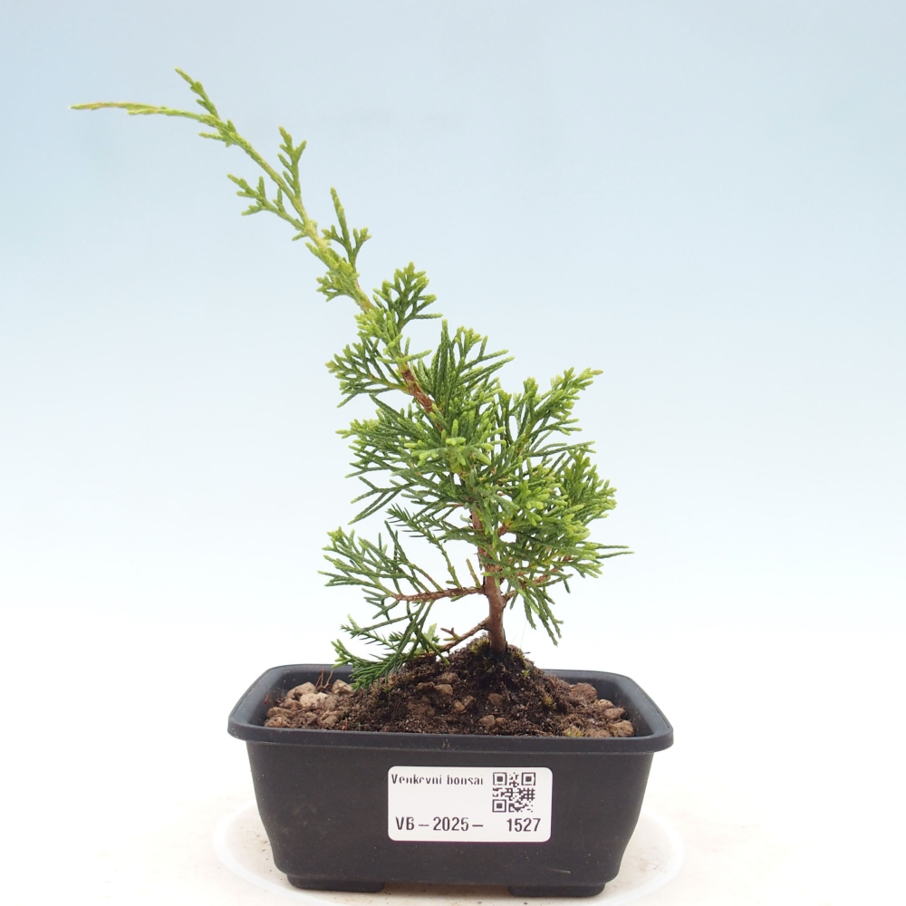 Outdoor bonsai - Juniperus chinensis Itoigawa - Jałowiec chiński