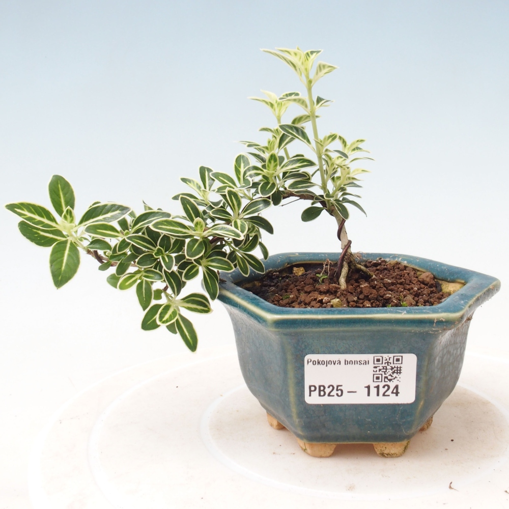 Bonsai do wnętrz - Serissa foetida Variegata - Drzewo tysiąca gwiazd
