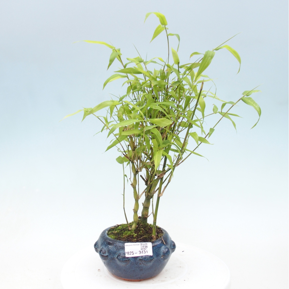 Room bonsai - Bamboo budha - Bamboo budha belly