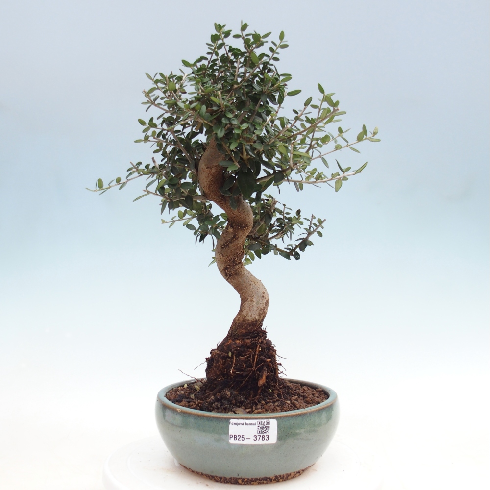Bonsai do wnętrz - Olea europaea sylvestris