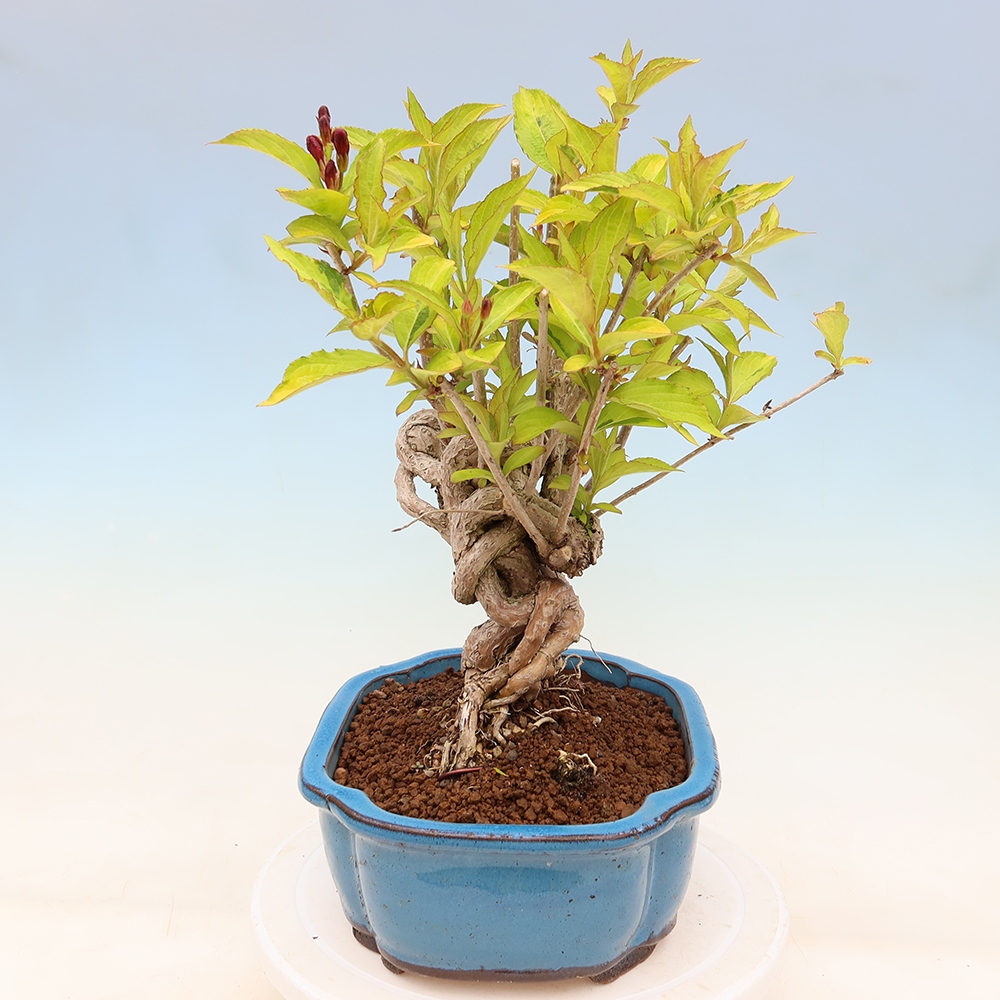Bonsai ogrodowe – Weigela subsessilis – Weigela koreańska