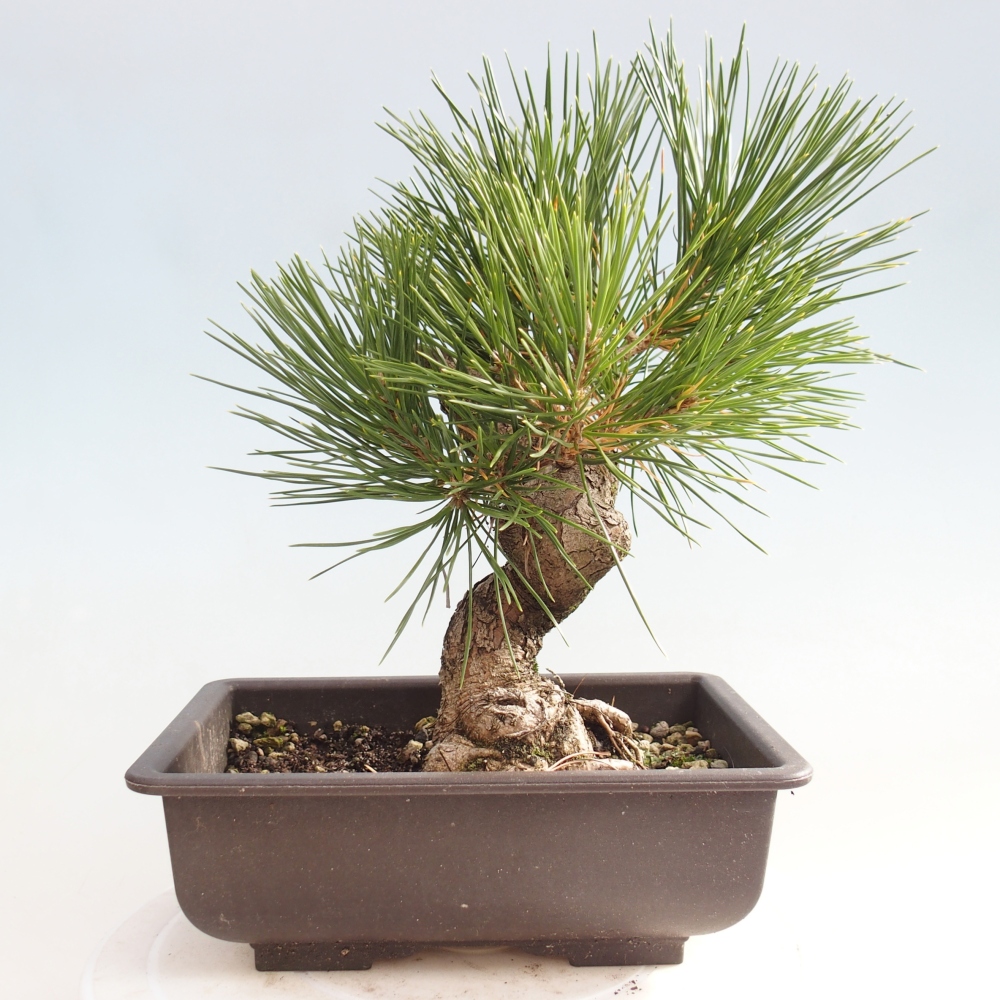 Outdoor bonsai - Pinus thunbergii - sosna Thunberga