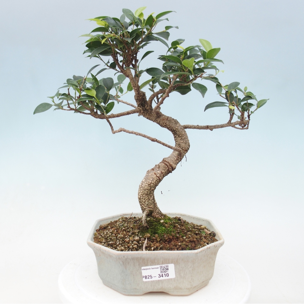 Pokój bonsai - Ficus retusa - figowiec drobnolistny