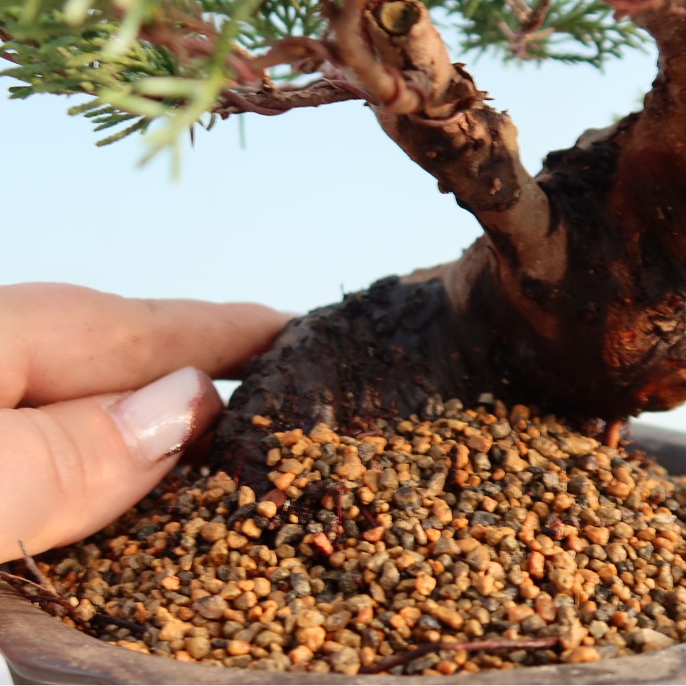 Outdoor bonsai - Juniperus chinensis Itoigawa - Jałowiec chiński