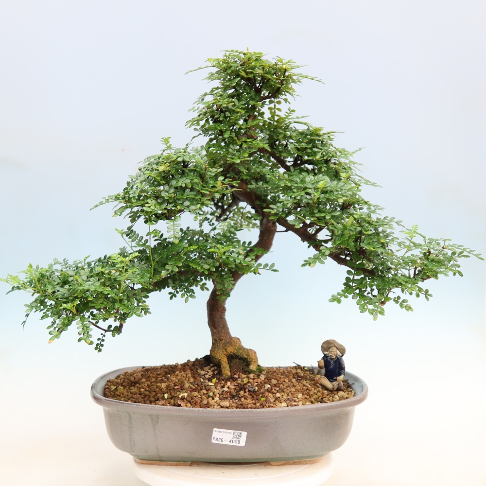 Pokój bonsai - Zantoxylum piperitum - drzewo pieprzowe