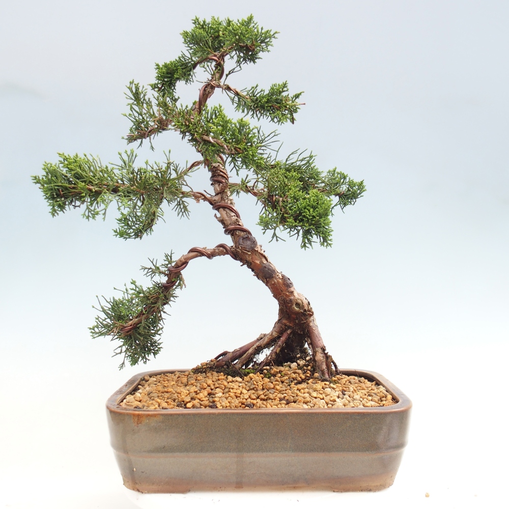Outdoor bonsai - Juniperus chinensis Kishu - chiński jałowiec