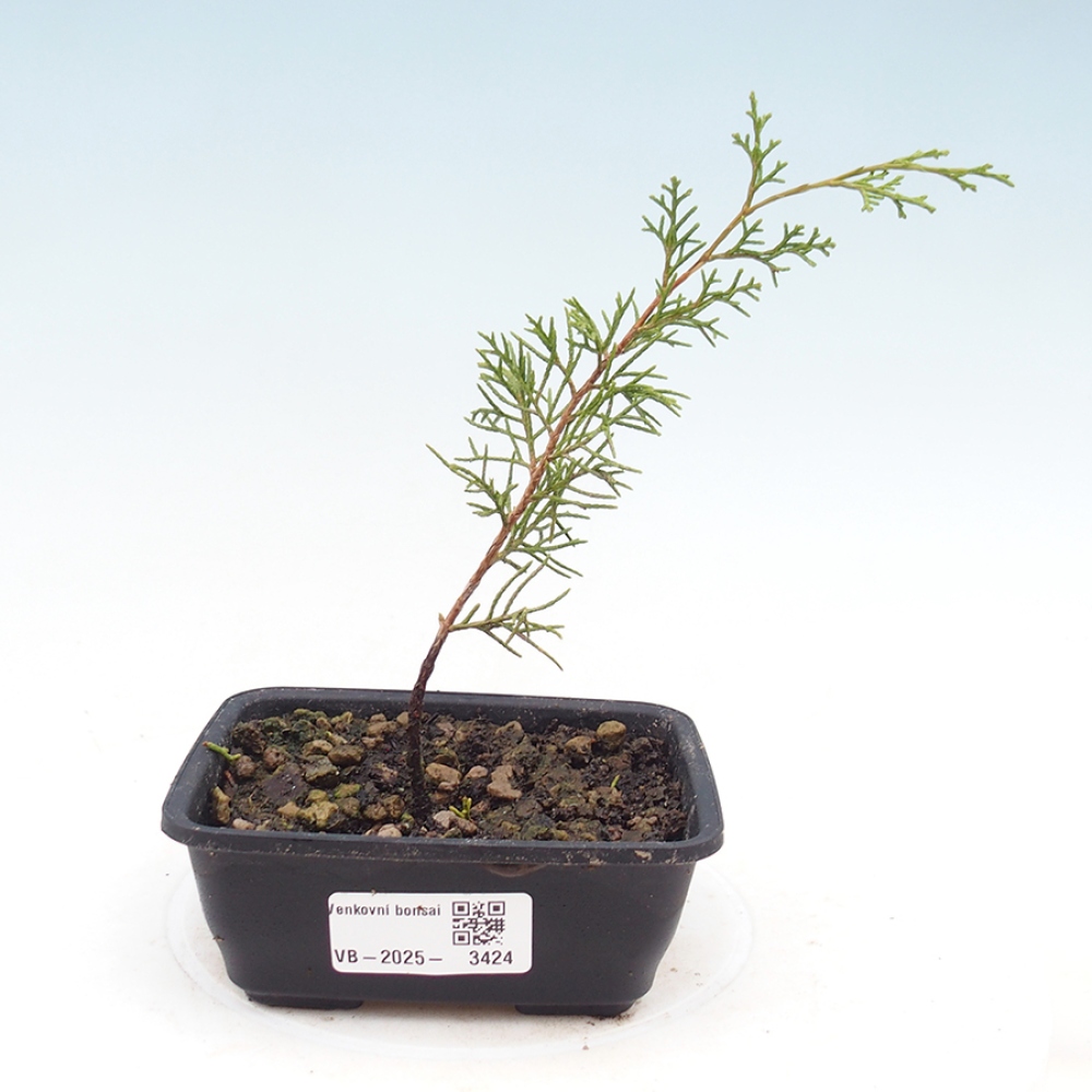Outdoor bonsai - Juniperus chinensis Itoigawa