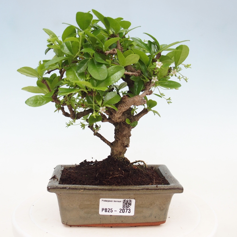 Bonsai wewnętrzne - Carmona makrophylla - Herbata Fuki