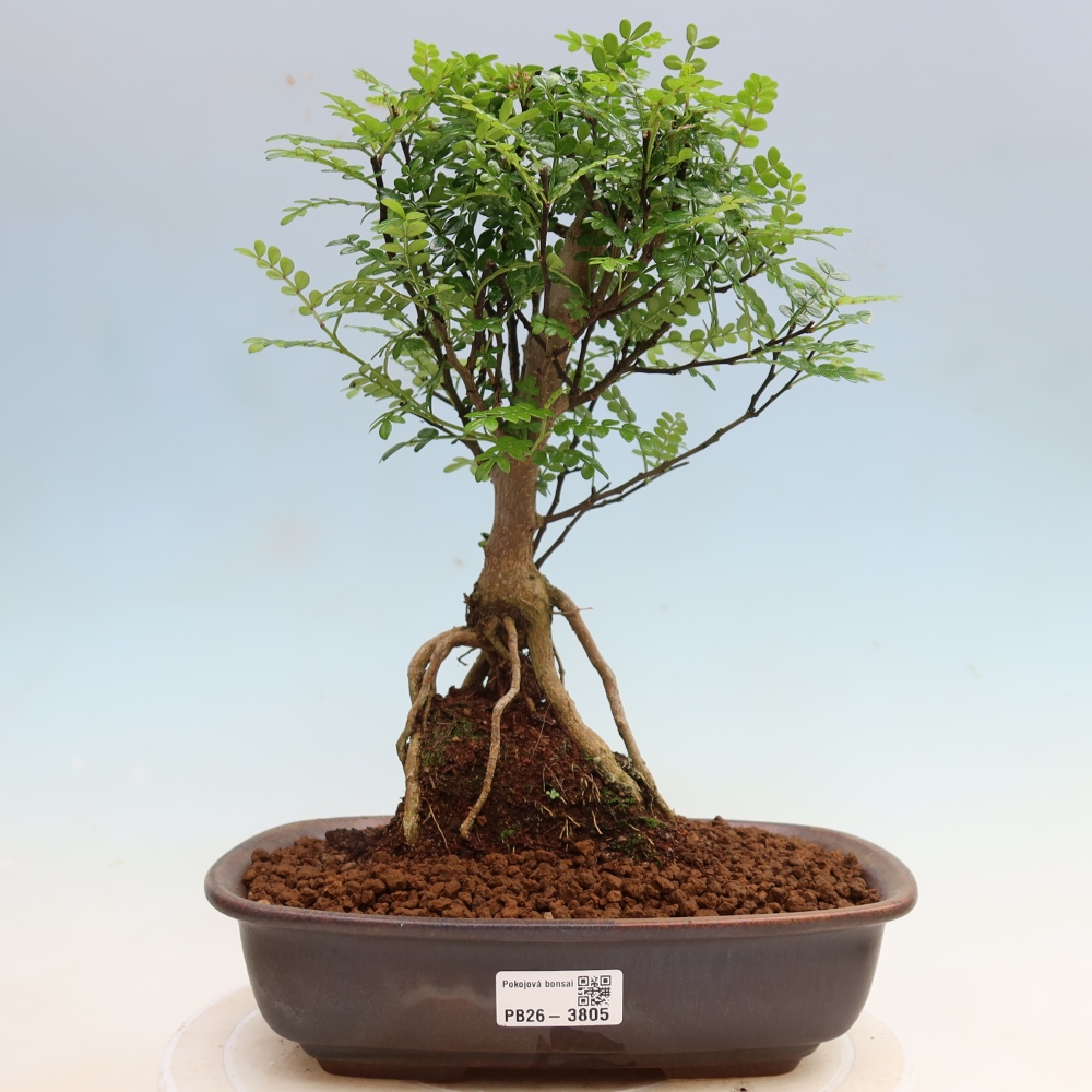 Pokój bonsai - Zantoxylum piperitum - drzewo pieprzowe