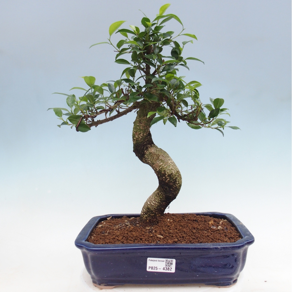 Pokój bonsai - Ficus kimmen - figowiec drobnolistny