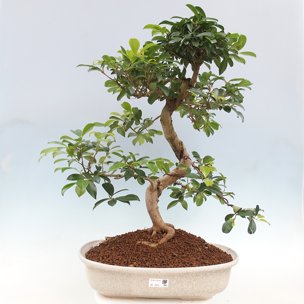 Bonsai pokojowe - Wiśnia australijska - Eugenia uniflora - WYŁĄCZNIE ODBIÓR OSOBISTY lub transport paletowy