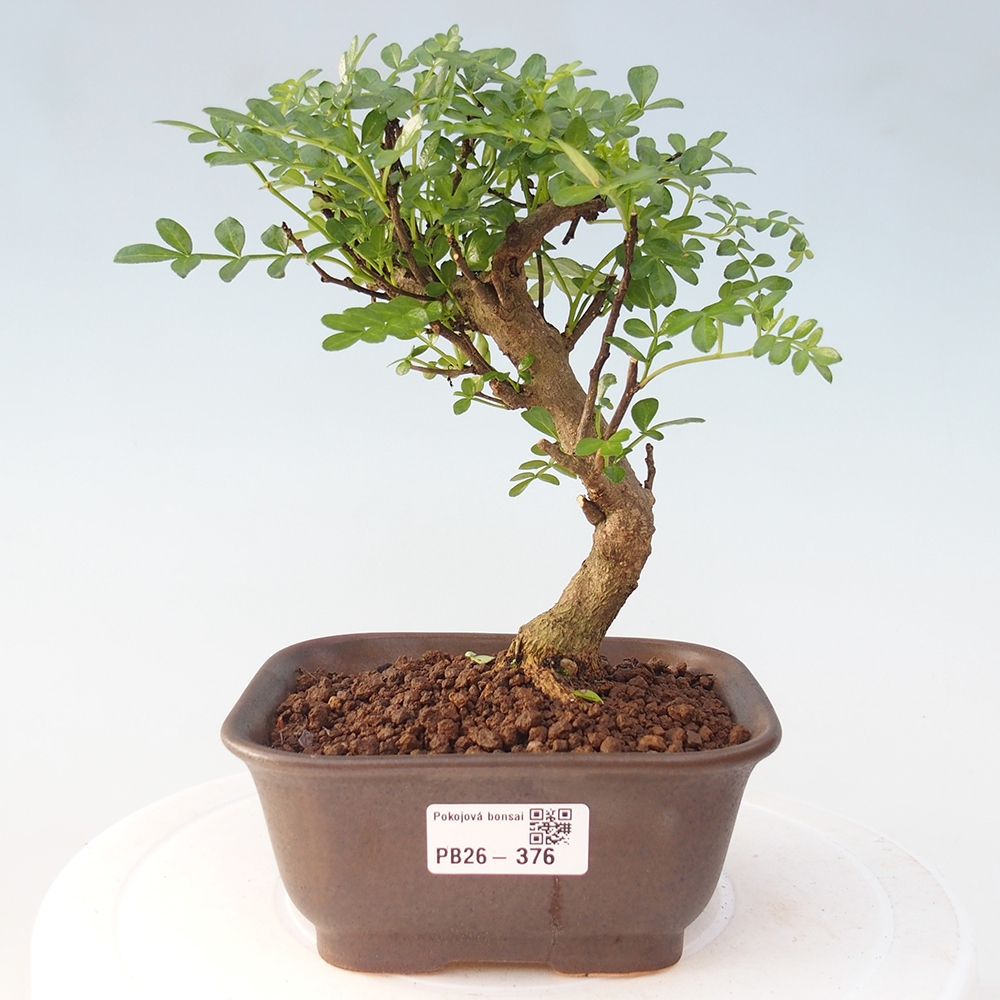 Pokój bonsai - Zantoxylum piperitum - drzewo pieprzowe