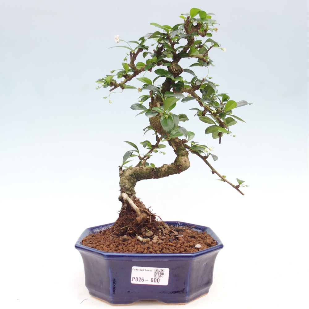 Bonsai pokojowe - Carmona macrophylla - Tea fuki