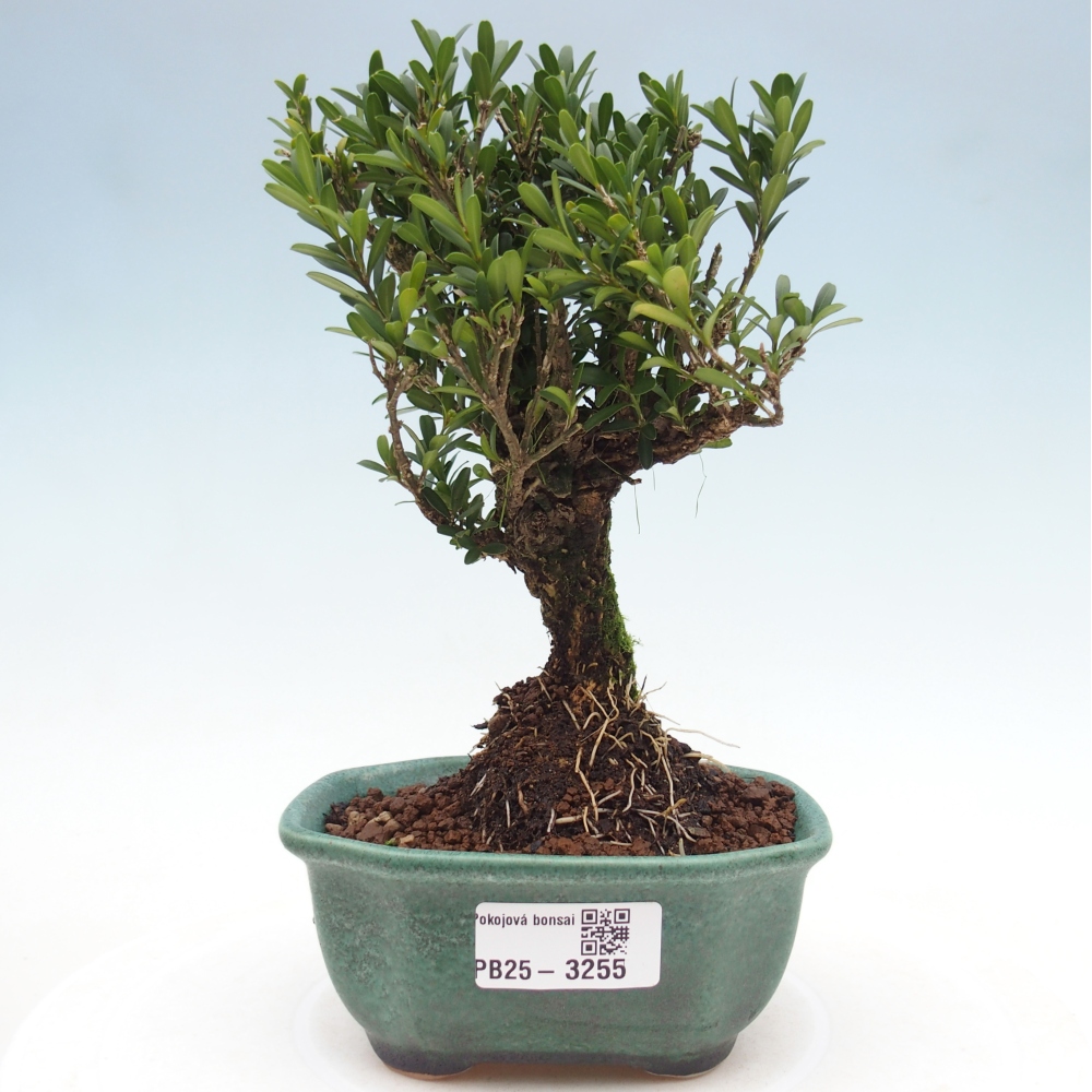 Pokój bonsai - Buxus harlandii - buxus korkowy