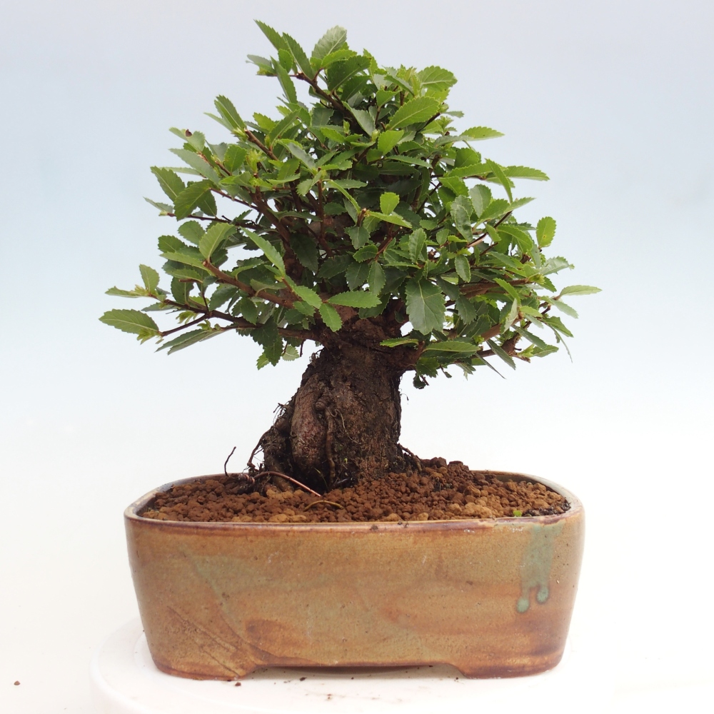 Outdoor bonsai - Zelkova - Zelkova NIRE