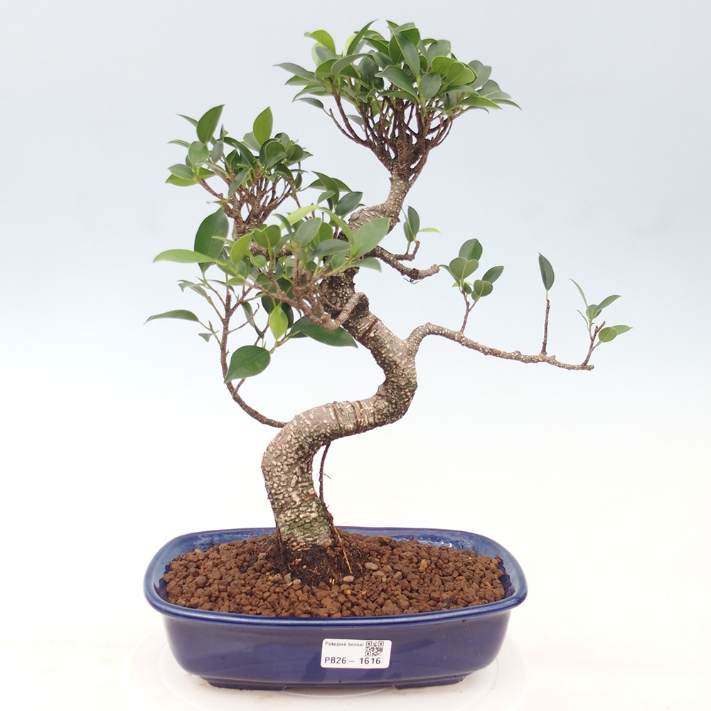 Pokój bonsai - Ficus kimmen - figowiec drobnolistny