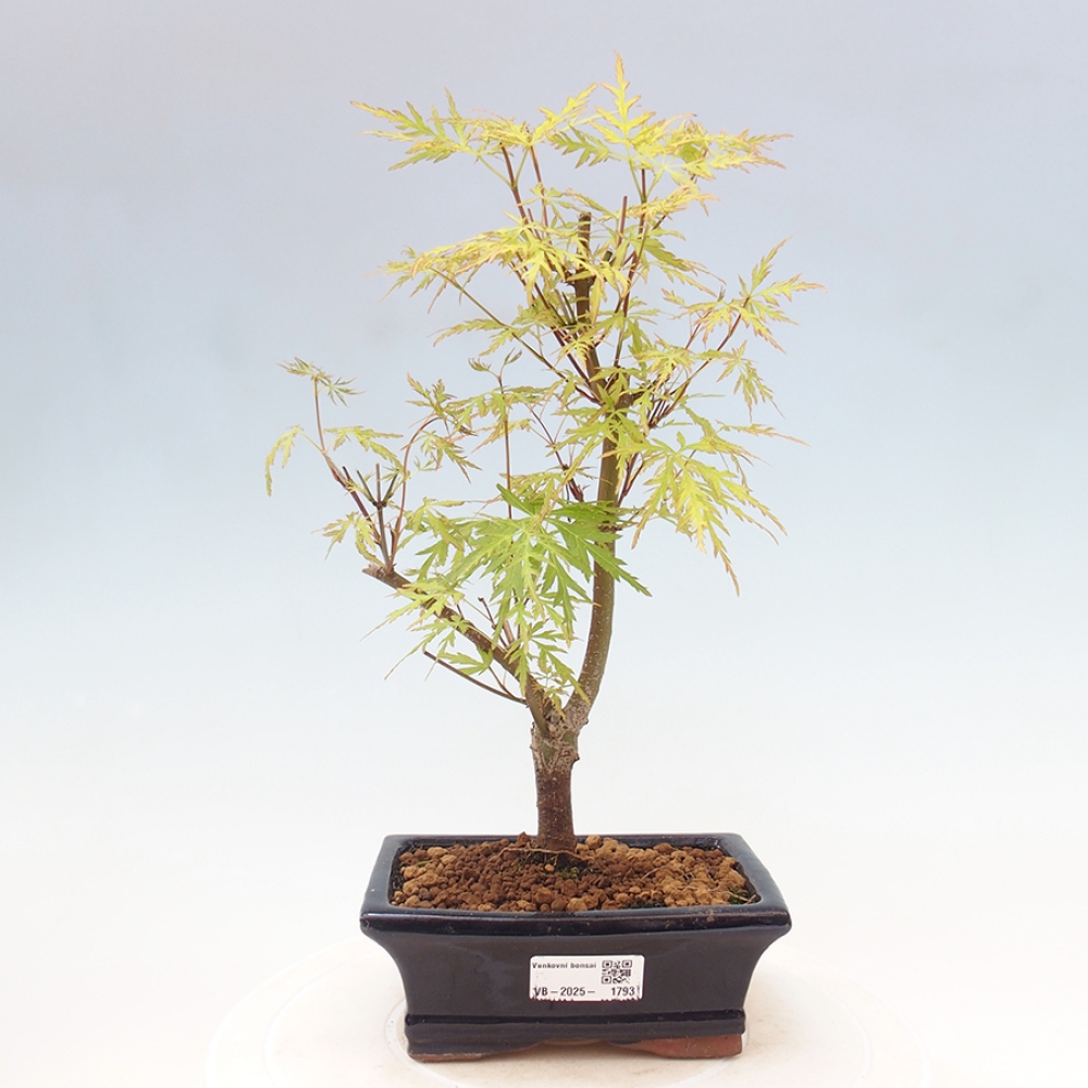 Outdoor bonsai - Acer palmatum Dissectum - Klon japoński 